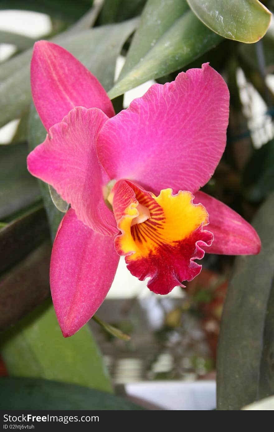 Orchid Greenhouse