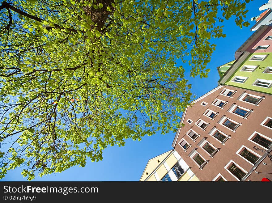 A limetree with fresh leafes in springtime