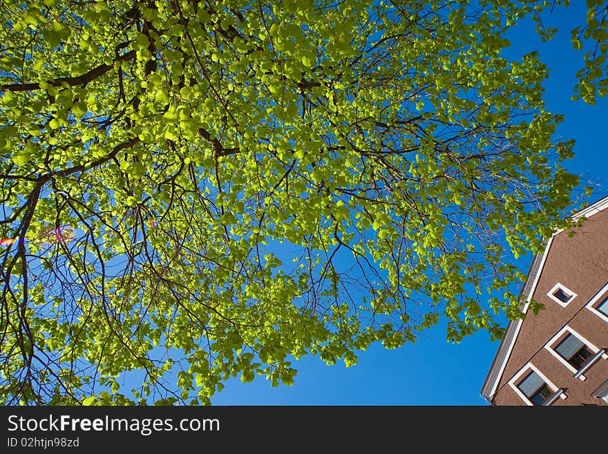 A limetree with fresh leafes in springtime