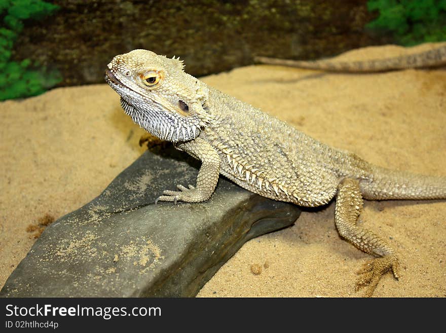 Large lizard, beautiful lizard, lizard spiked, large lizard with large thorns, beautiful creation of nature, prickly lizard on a stone, chlorine large lizard, prickly lizard, beautiful and prickly lizard, very beautiful and very prickly lizard