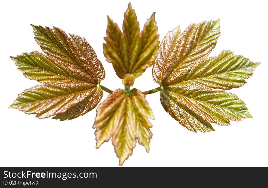 The young maple isolated in white.