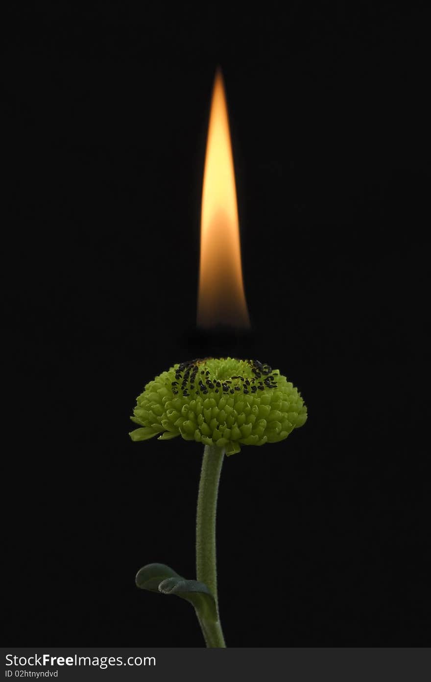 Flower burning on a black ground. Flower burning on a black ground