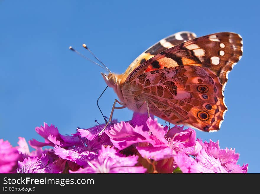 Butterfly on flower