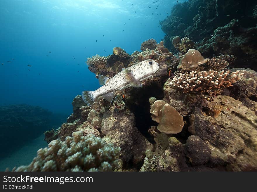 Porcupinefish and ocean taken in the Red Sea.