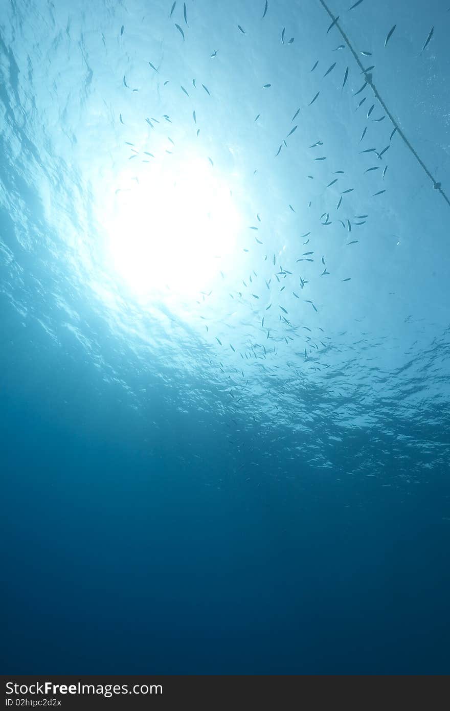 Ocean and fish taken in the Red Sea.