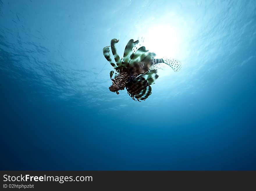 Lionfish in blue water taken in the Red Sea.