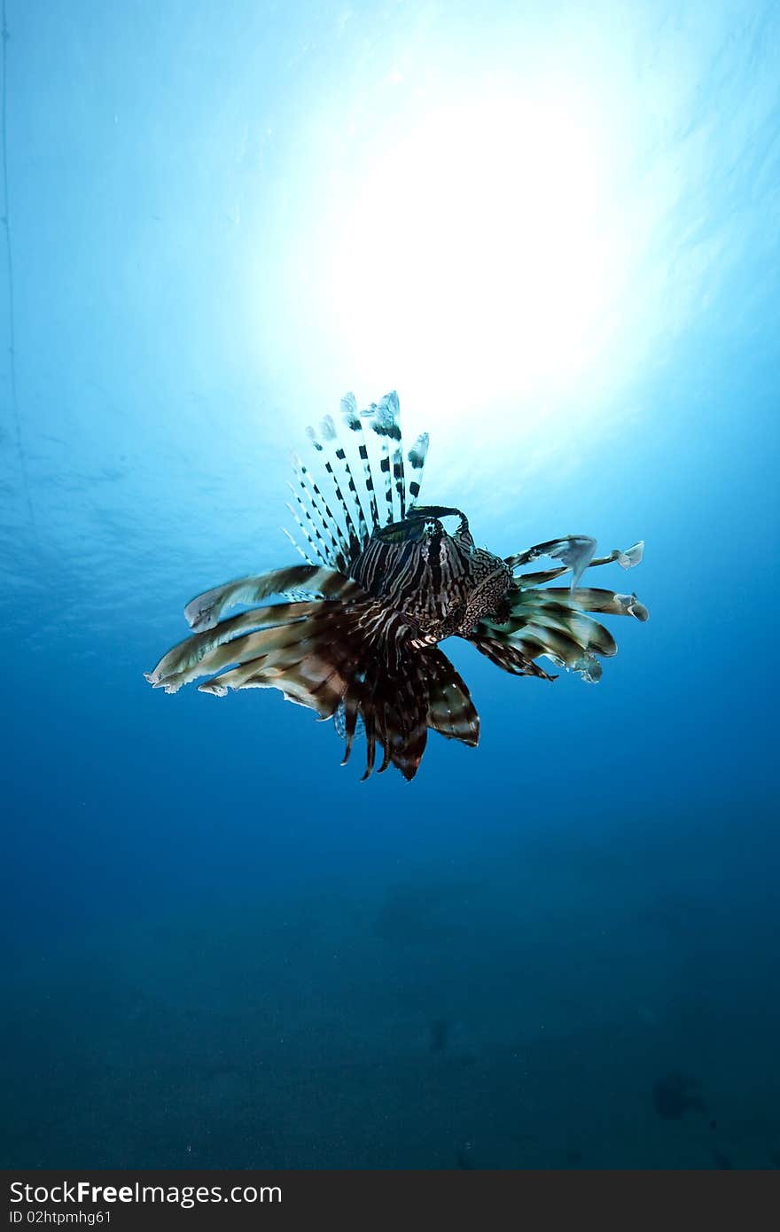 Lionfish in blue water taken in the Red Sea.