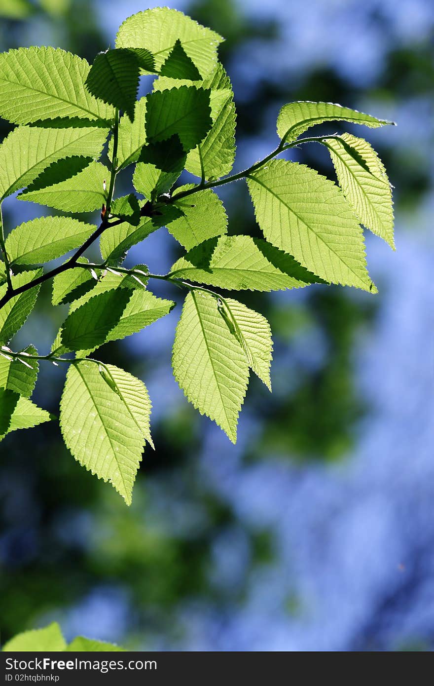 Green leaves in city park in the spring afternoon. Green leaves in city park in the spring afternoon