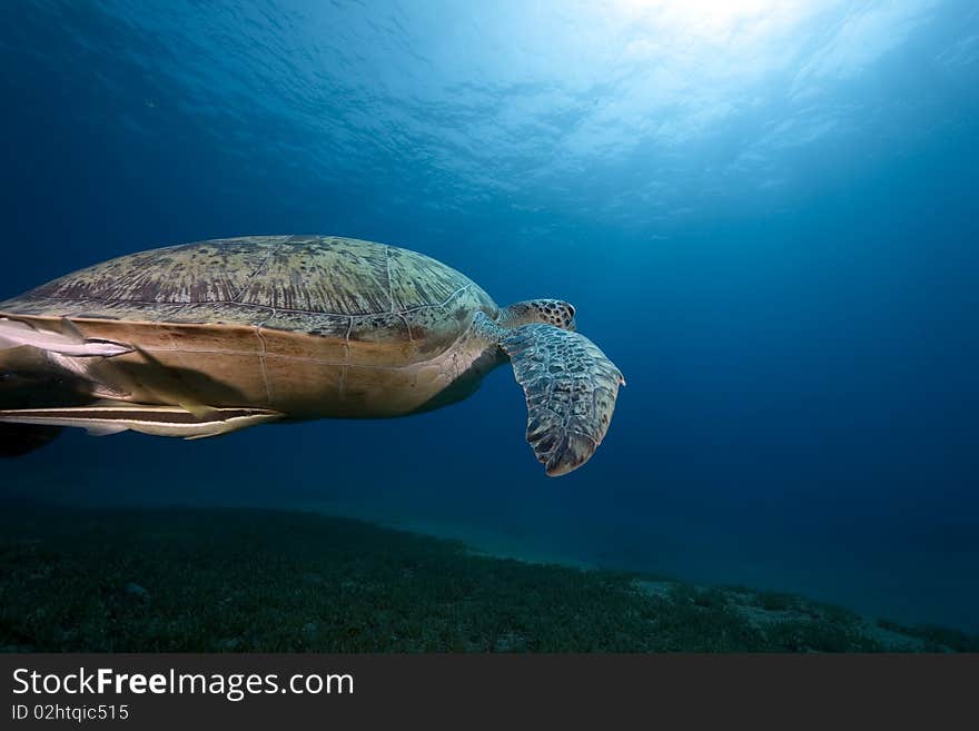 Female green turtle swimming in  the Red Sea.