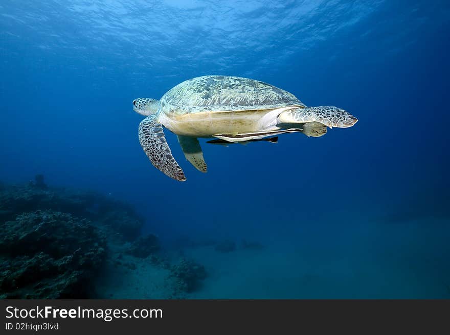 Female green turtle swimming in  the Red Sea.