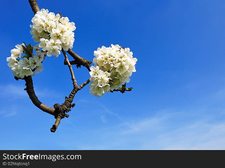 A branch of blooming apple tree against a clear blue sky. A branch of blooming apple tree against a clear blue sky