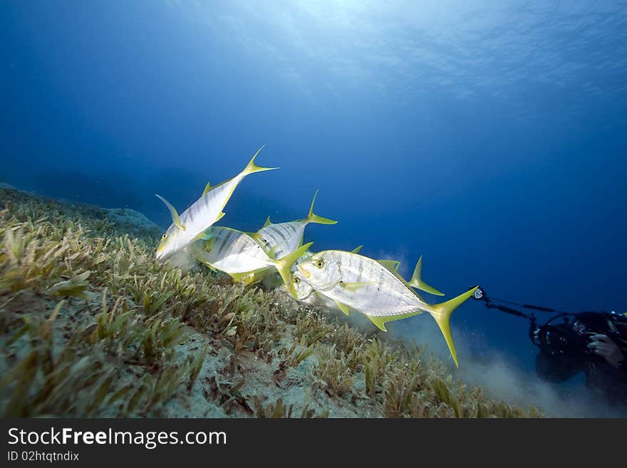 Golden trevally and an underwater photographer in the Red Sea.