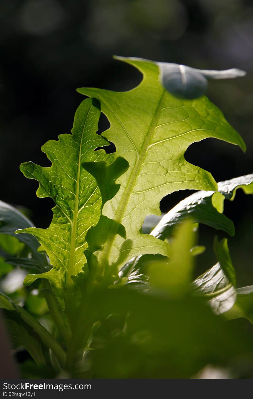 Pictures of broad green vegetable leaves. Pictures of broad green vegetable leaves