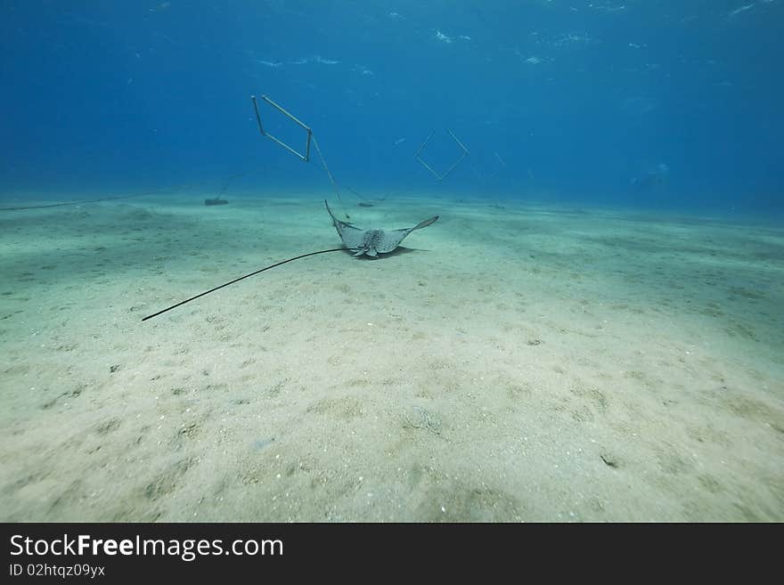 Eagle ray, sun and ocean in the Red Sea.