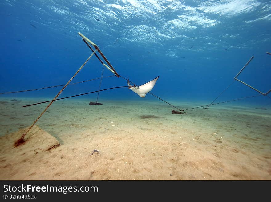 Eagle ray, sun and ocean in the Red Sea.