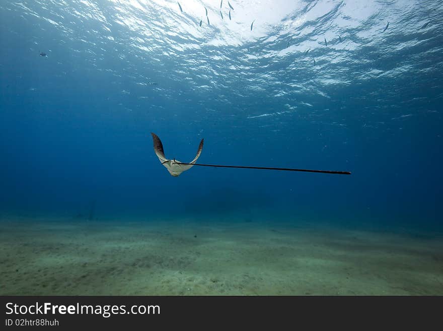 Eagle ray, sun and ocean in the Red Sea.