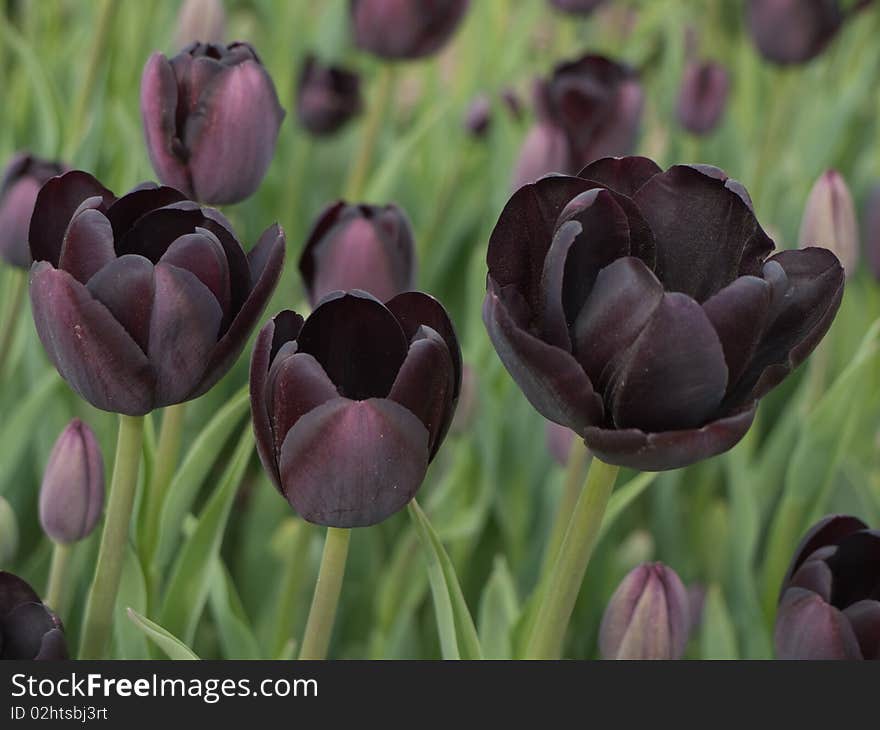 Black tulips in a green field