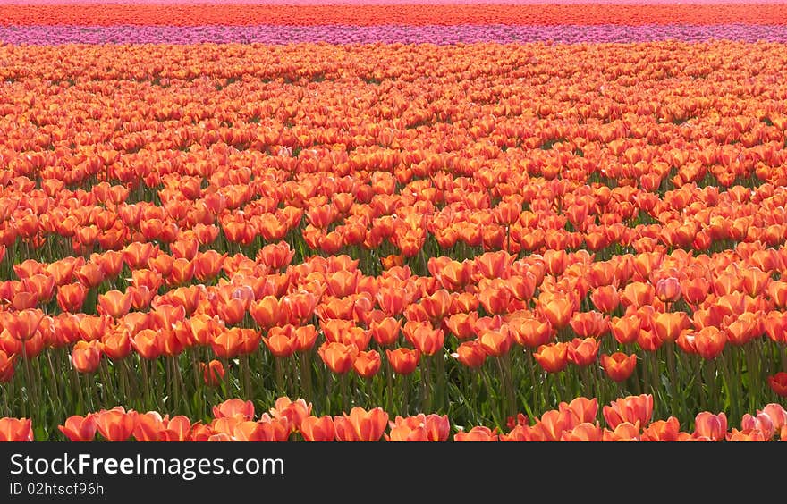 Field with tulips in different colors