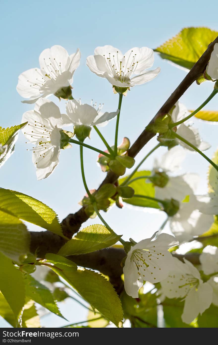 Spring time: white cherry blossoms. Spring time: white cherry blossoms