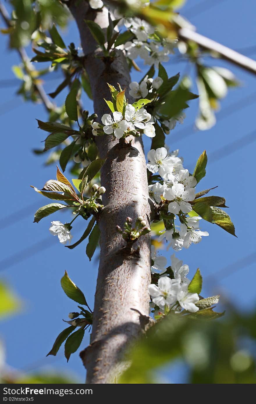 Spring time: white cherry blossoms. Spring time: white cherry blossoms