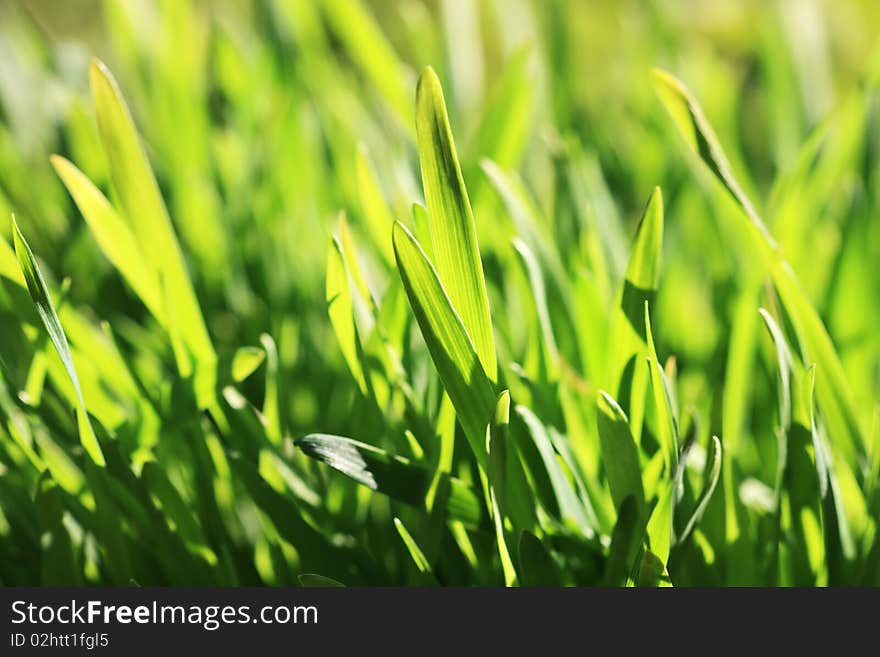 Fresh green grass in the spring (Shallow DOF). Fresh green grass in the spring (Shallow DOF)