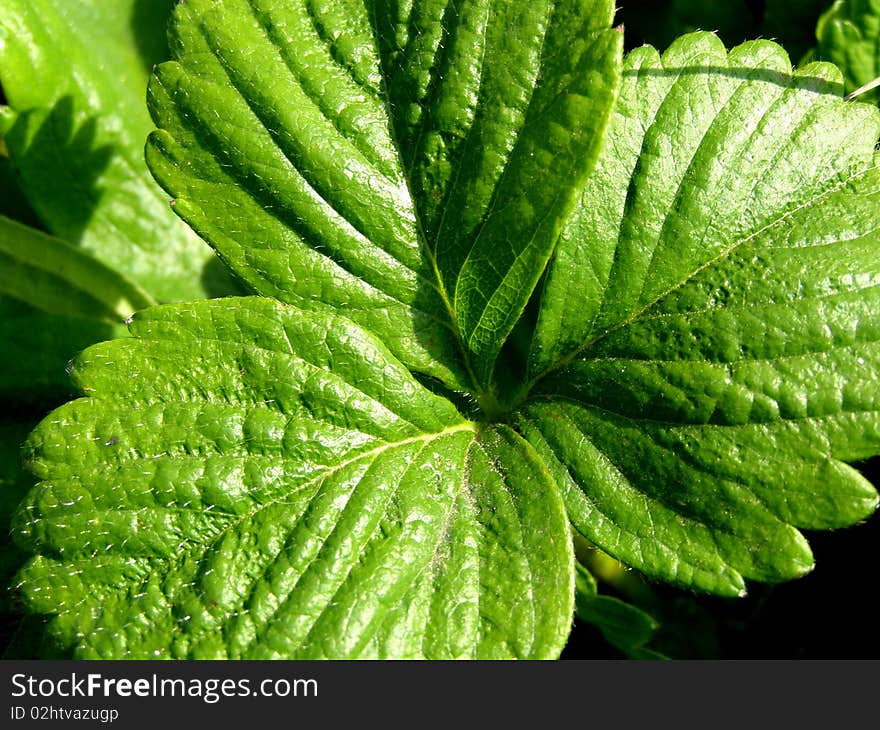 Detail photo of strawberry leaf background