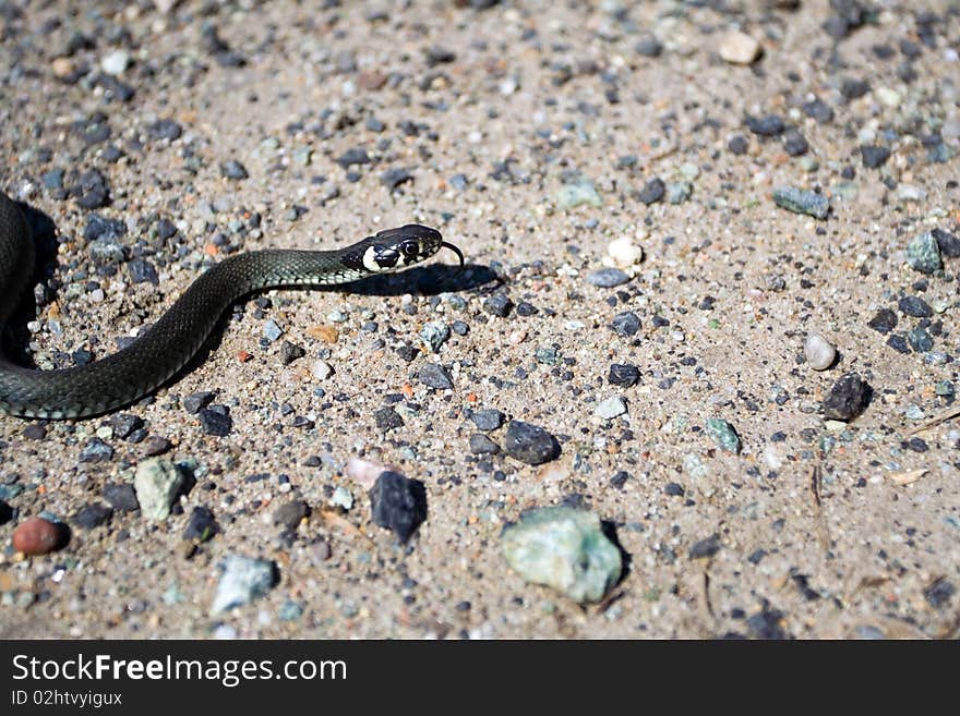 Grass snake(Natrix natrix) creeps on sand and stones. Shallow dept of field with focus on snake's head. Grass snake(Natrix natrix) creeps on sand and stones. Shallow dept of field with focus on snake's head.