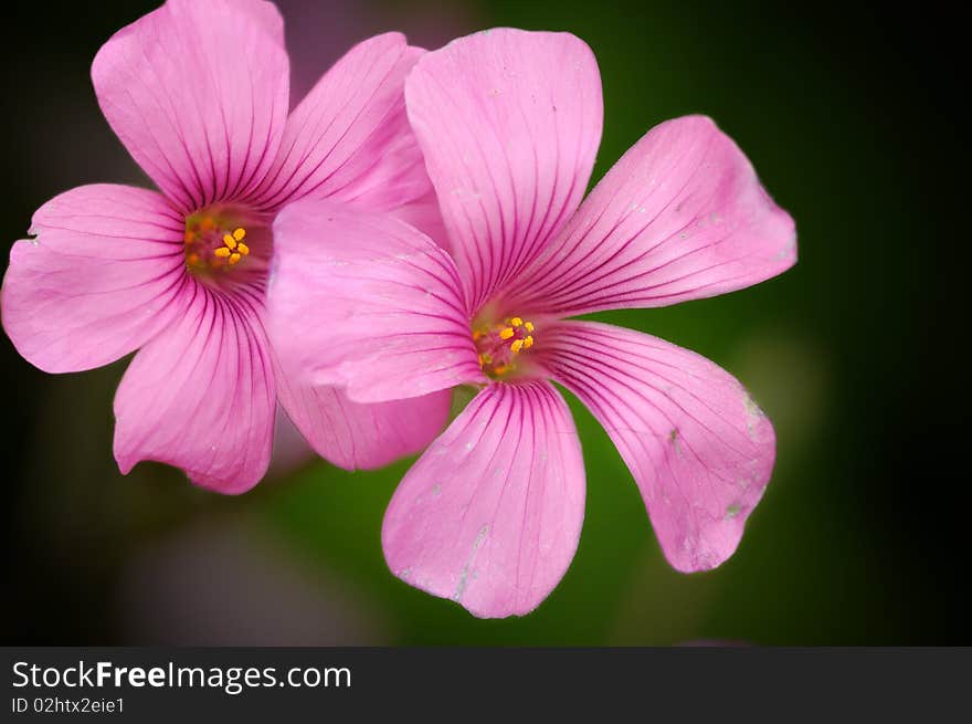 A pair of beautiful spring daisies over shallow background