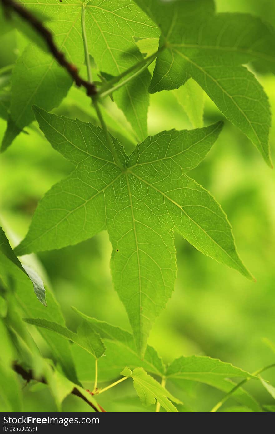 Close up a green maple leaf