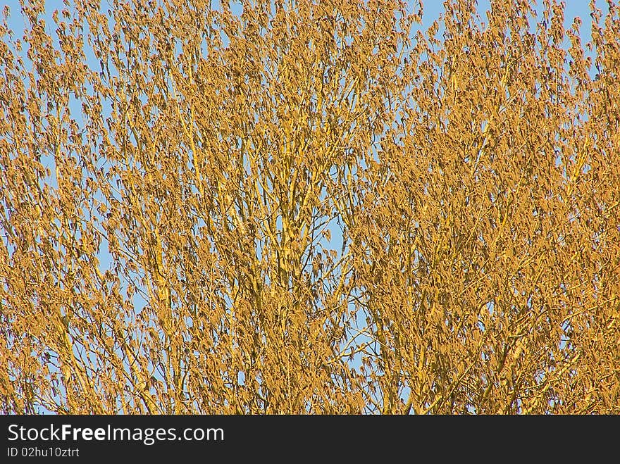 Background: bright a poplar shined with the sun