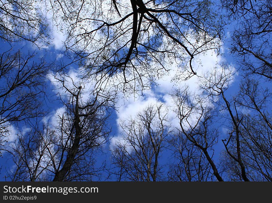 Light shining through tree, set against clear blue sky