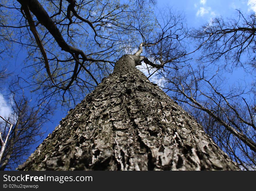 Light shining through tree, set against clear blue sky