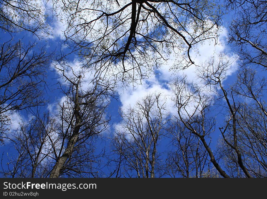 Light shining through tree, set against clear blue sky