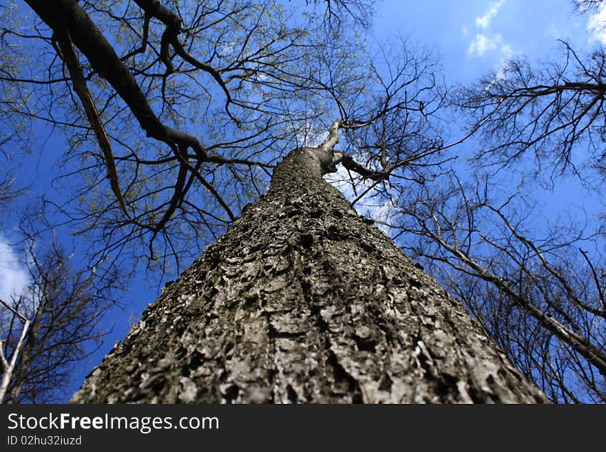 Light shining through tree, set against clear blue sky