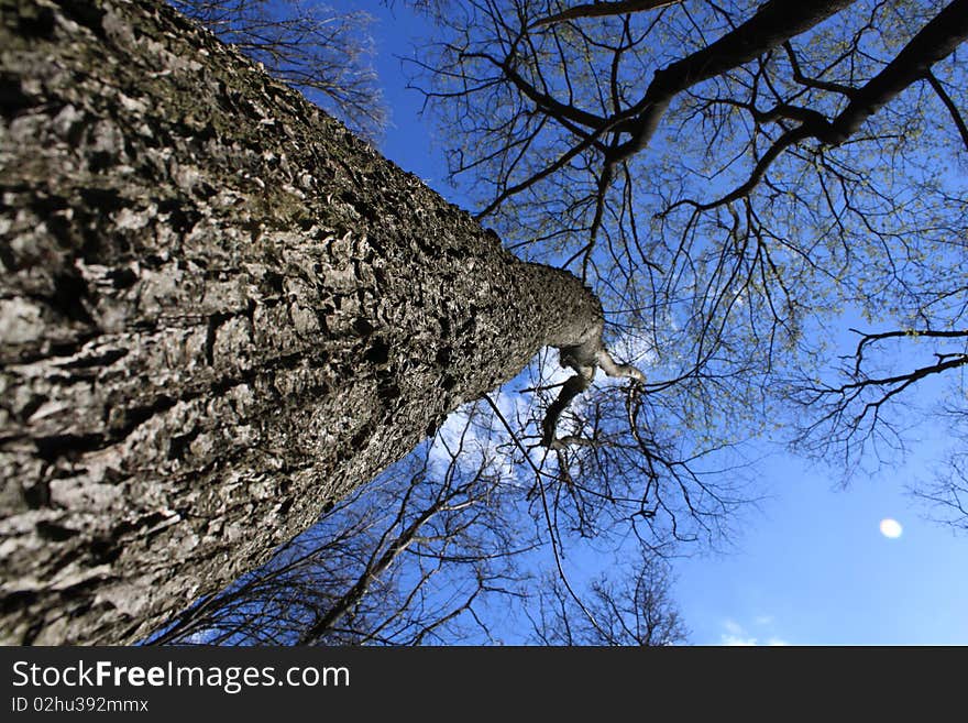 Light shining through tree, set against clear blue sky