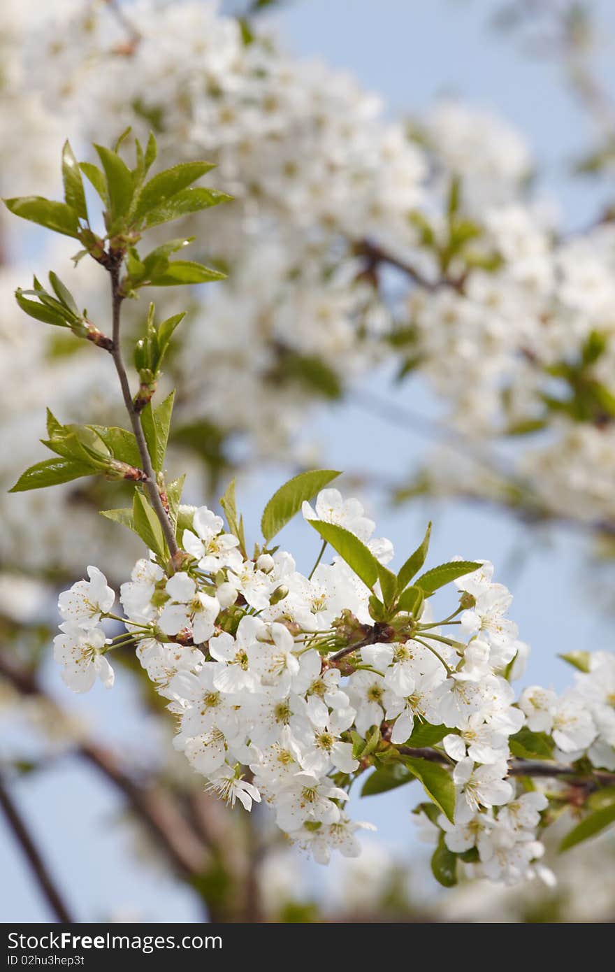 Blooming cherry on sky background