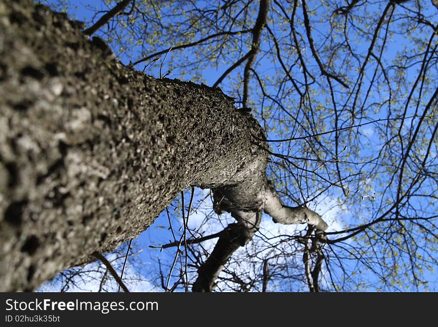 Light shining through tree, set against clear blue sky