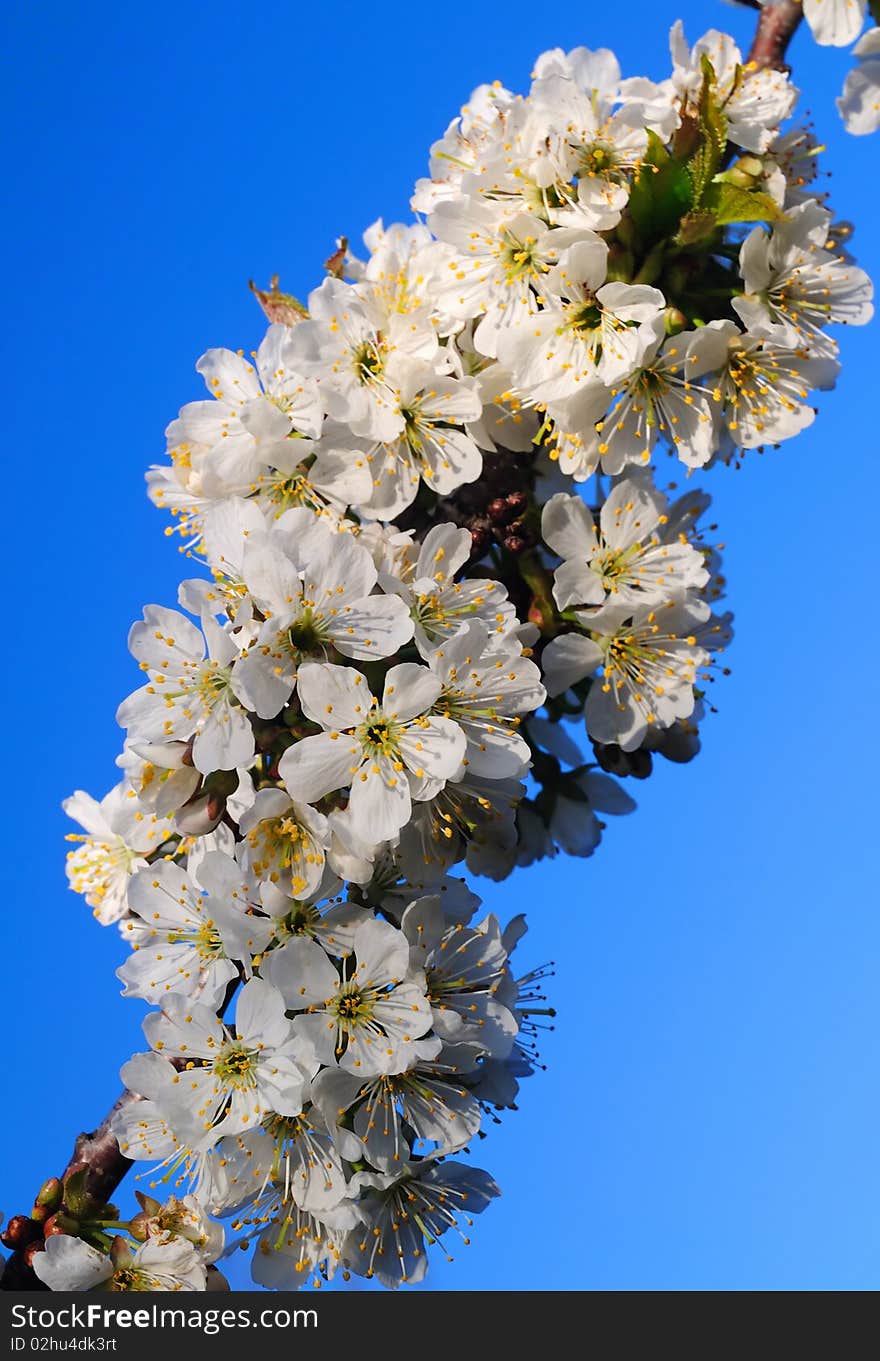 Blossoming sweet cherry