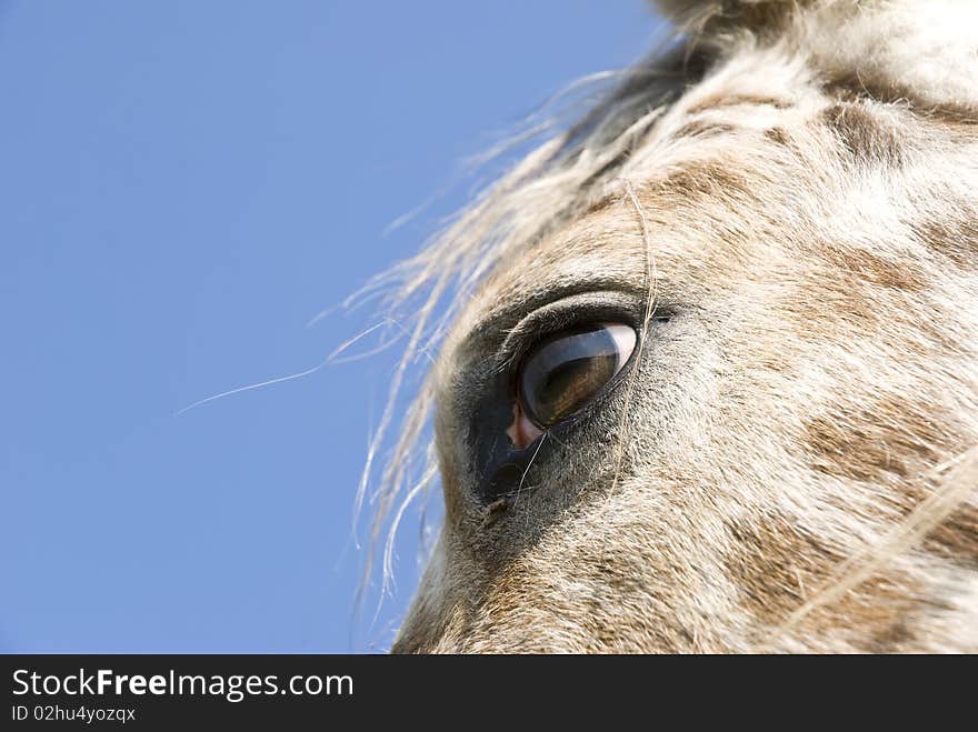 Close Up Of Horses Eye