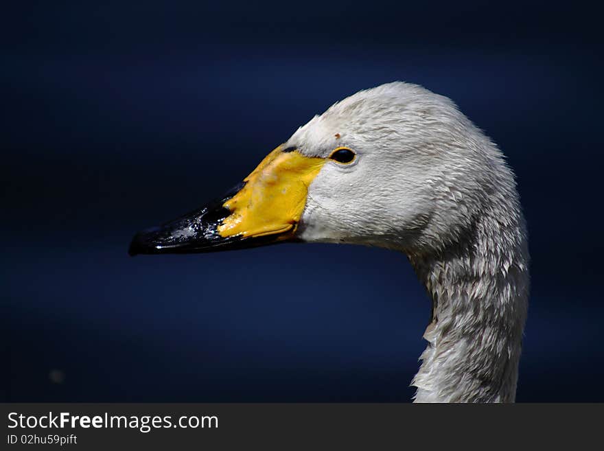 A white swan in a zoo.