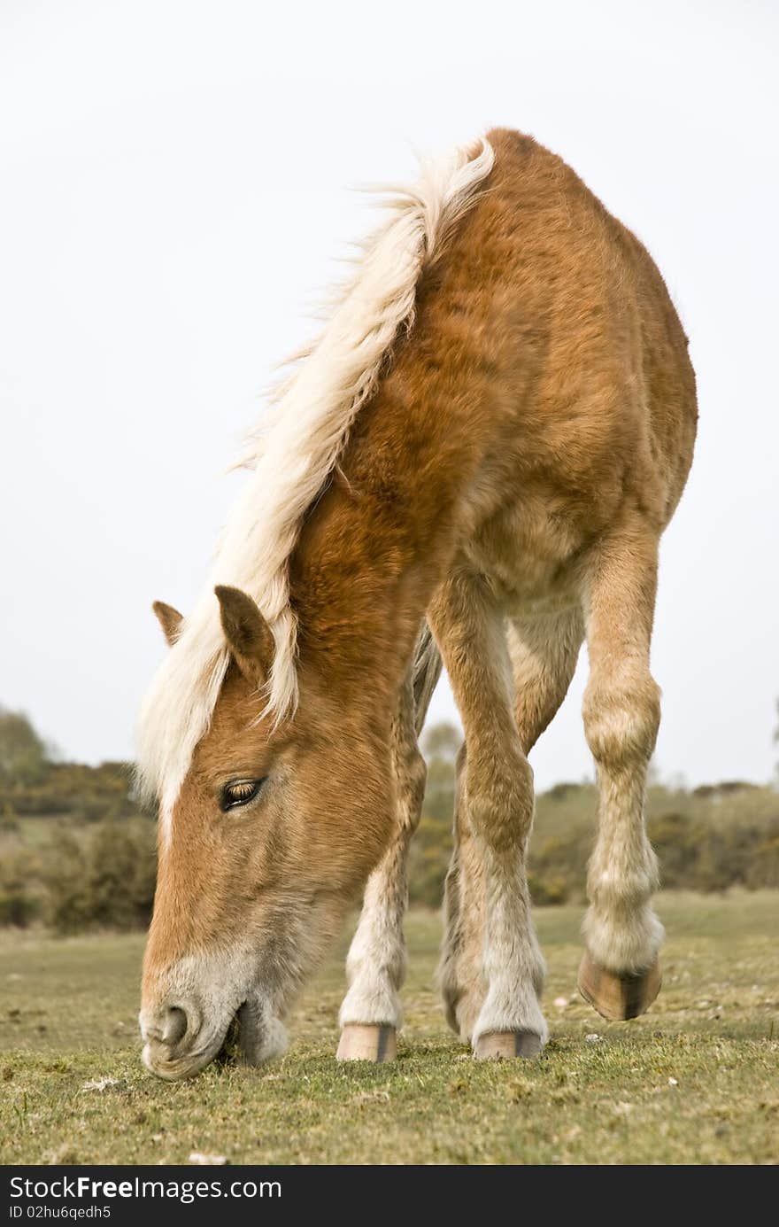 Horse Grazing In Field