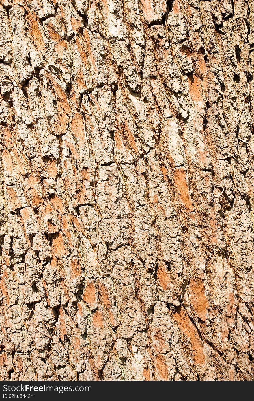 Detailed view of oak tree bark. Detailed view of oak tree bark