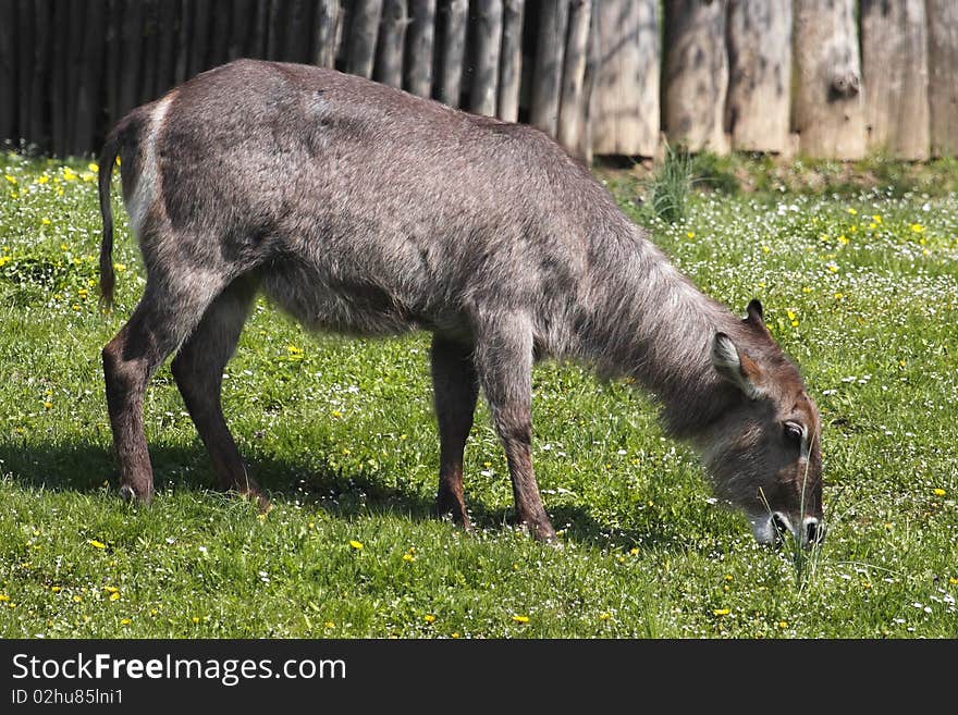 The Waterbuck (Kobus ellipsiprymnus) is an antelope found in Western, Central Africa, East Africa and Southern Africa. Waterbuck stand 100 to 130 cm at the shoulder and weigh from 160 to 240 kg. Their coats are reddish brown in colour and become progressively darker with age. Waterbuck are found in scrub and savanna areas near water where they eat grass. The Waterbuck (Kobus ellipsiprymnus) is an antelope found in Western, Central Africa, East Africa and Southern Africa. Waterbuck stand 100 to 130 cm at the shoulder and weigh from 160 to 240 kg. Their coats are reddish brown in colour and become progressively darker with age. Waterbuck are found in scrub and savanna areas near water where they eat grass.