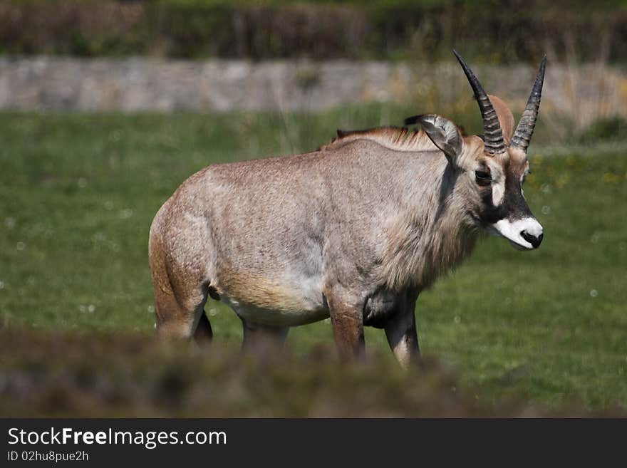 The Roan Antelope (Hippotragus equinus) is a savanna antelope found in West, Central, East Africa and Southern Africa. Roan Antelope stand about a metre and half at the shoulder and weigh around 250 kilograms. Named for the roan' colour (a reddish brown), they have a lighter underbelly, white eyebrows and cheeks and a black face, lighter in females. There is a short erect mane, a very light beard and prominent red nostrils. The horns are ringed and can reach a metre long in males, slightly shorter in females. They arch backwards slightly.