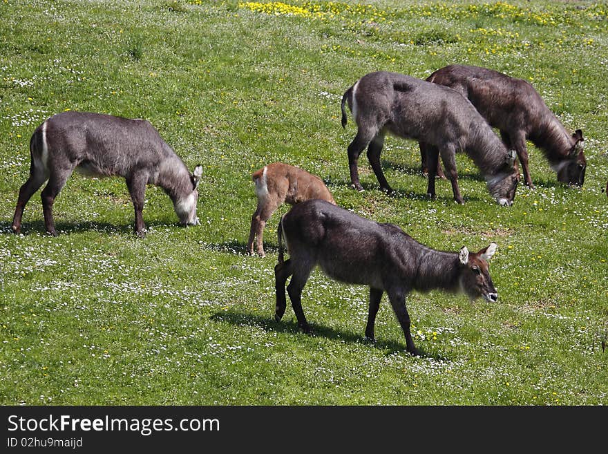 Herd of waterbucks