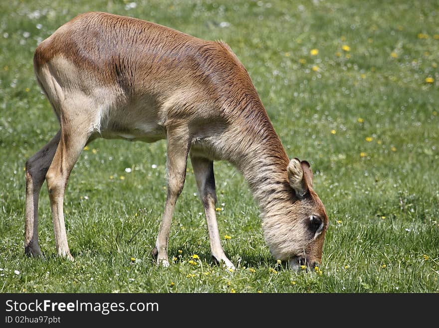 Young nile lechwe feeding on grass