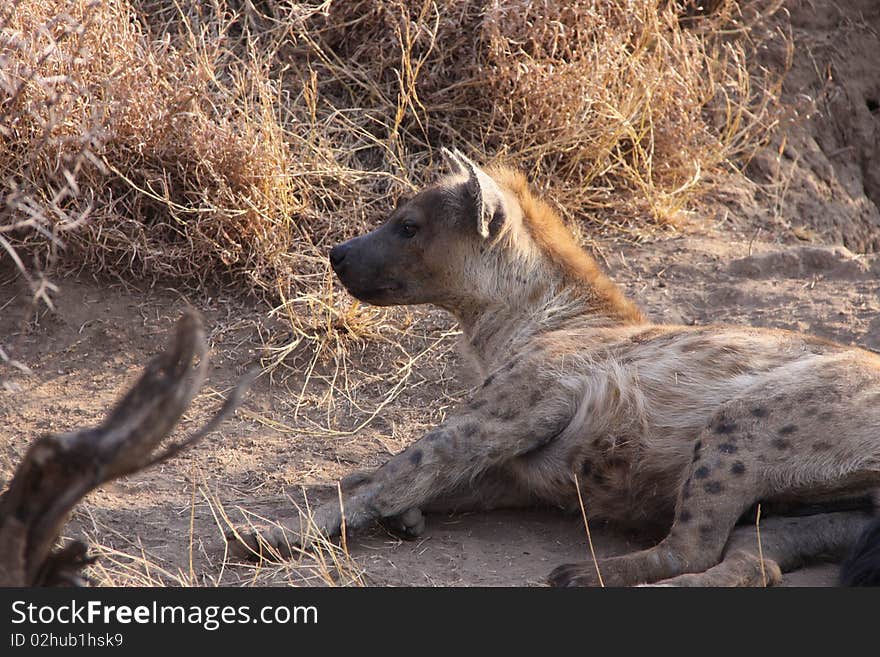 Photographed in the Ngala reserve in South Africa. Photographed in the Ngala reserve in South Africa