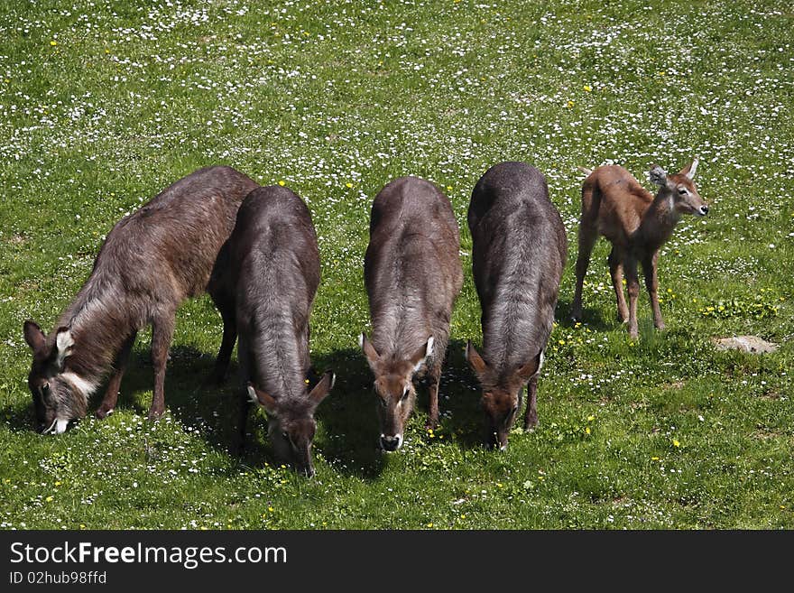 Approaching pack of waterbucks