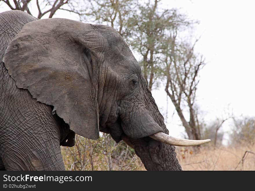 African Elephant- Profile