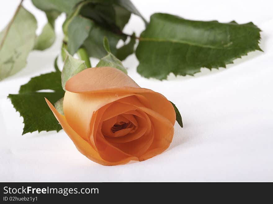 Single rose